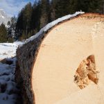 Alpine spruce cut