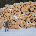 Logpile on the mountainside